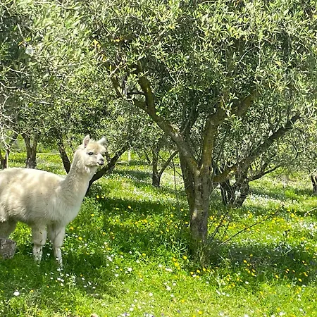 Casa Degli Alpaca * 巴里萨尔多