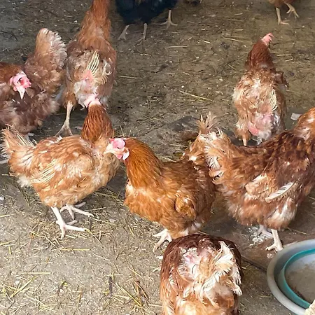 Holiday home Casa Degli Alpaca Bari Sardo