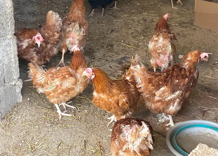 Holiday home Casa Degli Alpaca Bari Sardo