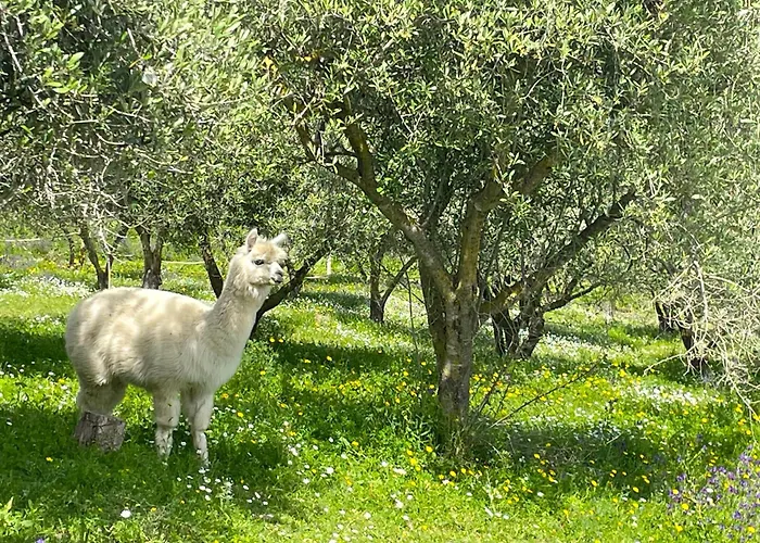 Casa Degli Alpaca * Bari Sardo